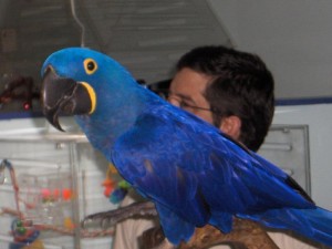 Gorgeous male and female Hyacinth Macaw Parrots for adoption to good loving and caring homes.