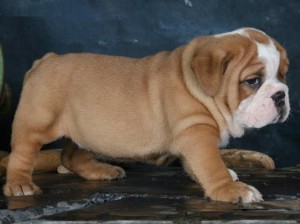 Cute English Bulldog Puppies for Adoption !