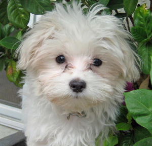 9 months Purebreed Maltese puppy small size