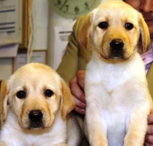 ***** XMAS LABRABOR RETRIVER PUPPIES FOR YOUR HOME****