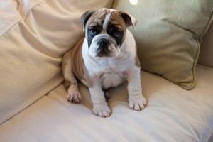 English Bulldog Puppies For Free Re-homing