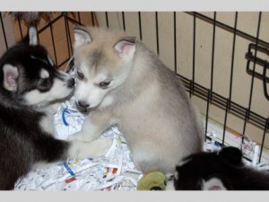 potty train siberian husky puppies pls text me @ 413-489-2502