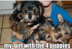 Two Cute Teacup Yorkie Puppies For Adoption