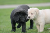 adorable labrador puppies