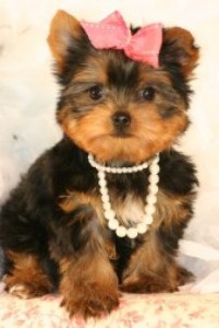 Home train Female Yorkie puppy for adoption .