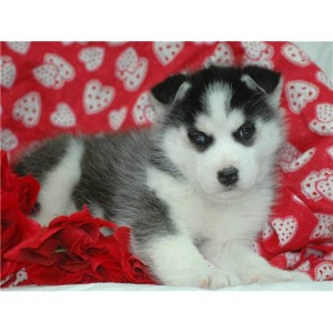 !!!X-Mas adorable Siberian Husky puppies available for adoption now!!!!