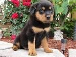 German Rottweiler Puppies For Sale AKC Registered Puppies Available Now!