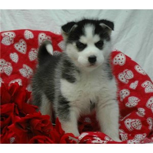 !!!X-Mas adorable Siberian puppies available for adoption now!!!!