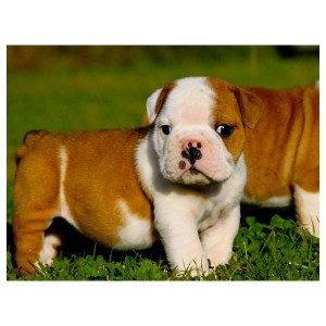 healthy and home trained English bulldog puppies(male and female)