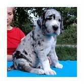 Lovely Great dane Puppies for new home