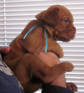 Dogue De Bordeaux Puppies rEADY FOR kelvin and chales