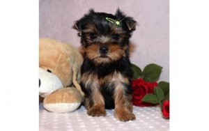 Akc registered yorkie puppies for X Mas ...