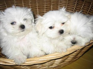 adorable teacup Maltese puppies