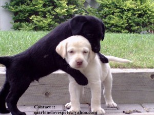 Quality Labrador retriever Puppies For Adoption...