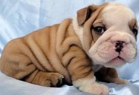 Playful English Bulldog Puppies For New Homes  (Text At... (320) 413-7432)