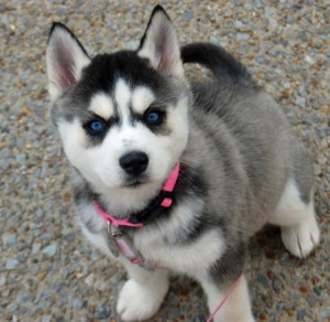 two lovely siberian husky puppies for rehoming