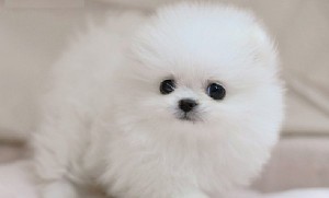 Adorable and Healthy Male And Female Tiny teacup Pomeranian puppies