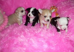 smooth coat chihuahua puppy text via (978) 243-0701