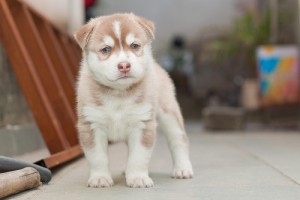 Christmas Healthy  Eyes Siberian Husky Puppies