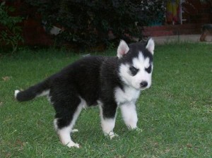 Siberian husky puppies