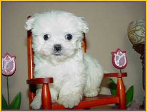 lovely maltese pupy  for adoption