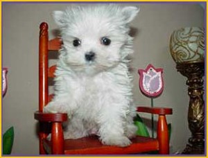 sweet maltese puppy for free adoption