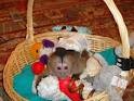 Outstanding looking male and female Capuchin monkeys for adoption