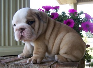 Pure breed English Bulldog puppies available for adoption