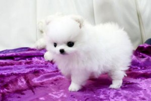 We have gorgeous pomeranian puppy