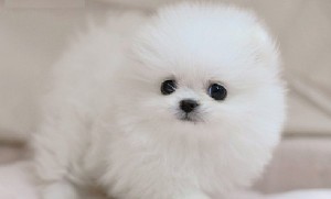 outstanding AKC Registered Tinny teacup Pomeranian puppies Available Now