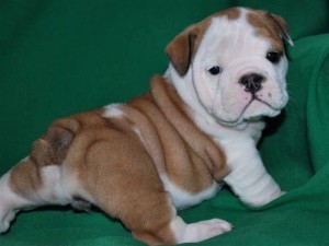 END OF YEAR MALE AND FEMALE ENGLISH BULLDOG PUPPIES FOR ADOPTION