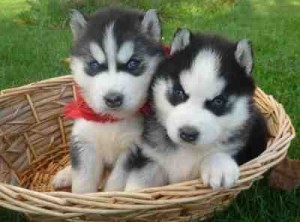 Male and female siberian husky puppies for rehoming