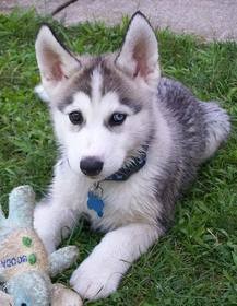 Hand raise siberian huskies for rehome