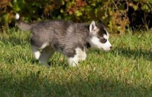 black and white siberian husky pups for rehoming