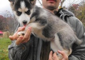 Home raised siberian husky puppies for rehoming
