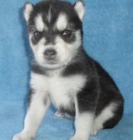 Home trained siberian husky puppies for rehoming