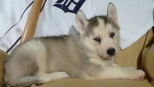 Cute siberian husky puppies for free adoption