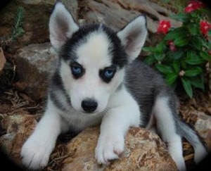 Black and white seberian husky puppies for free adoption