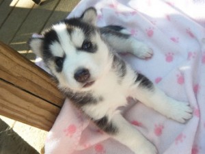 black and white siberian husky pups for rehoming