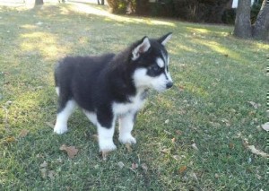 Siberian husky puppies for x mass