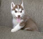 good looking husky for re-homing