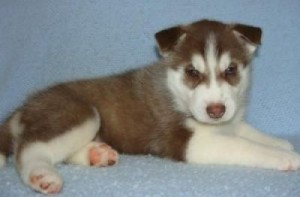 AKC Siberian Huskies puppies available