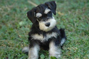 Schnauzer puppies for new family