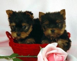 Two X-mas  Baby doll face teacup Yorkie puppies looking for a new home for Christmas adoption