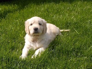 Golden Retriever puppies for sale