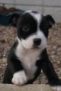 Stunning New litter Staffie Pups