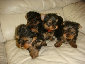 Male and Female Yorkies Puppies Ready For Christmas