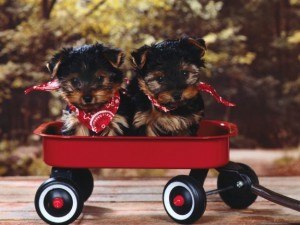 Healthy And Adorable Yorkie Puppies ..available for a Lovely Home