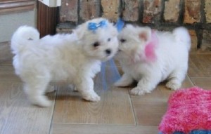 ADORABLE X-MASS MALE AND FEMALE MALTESE PUPPIES FOR FREE ADOPTION