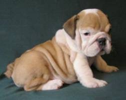 Playful English Bulldog Puppies (Text At... (320) 413-7432 )